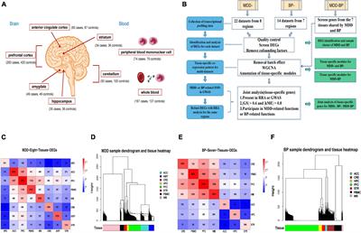 Integrated co-expression network analysis uncovers novel tissue-specific genes in major depressive disorder and bipolar disorder